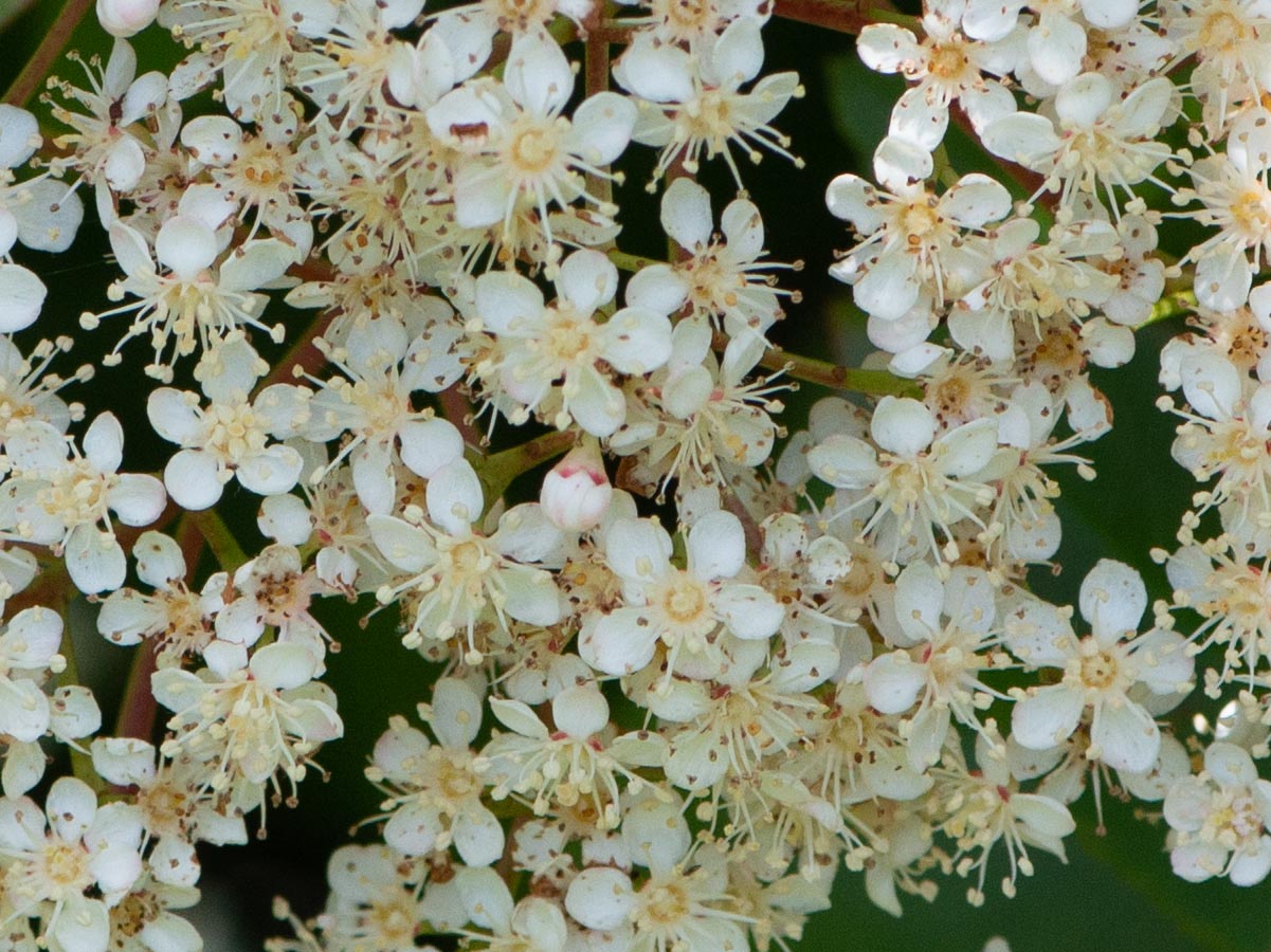 Blüten